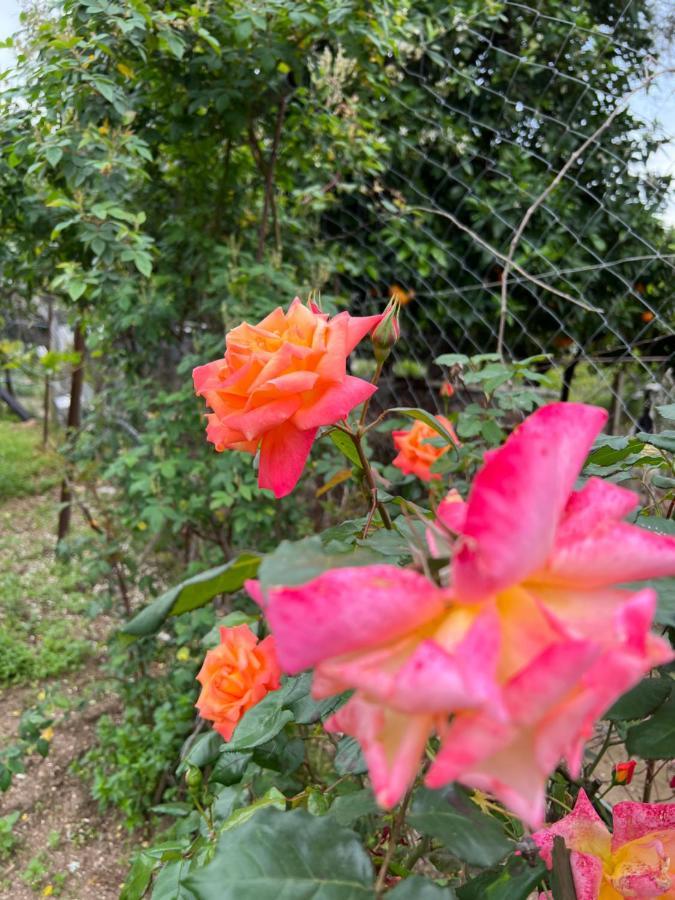 Elpis Guest House ヒマラ エクステリア 写真